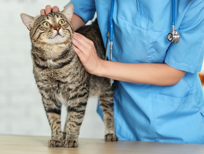 Veterinary Jobs in Tyler